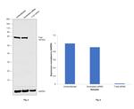 T-bet Antibody in Western Blot (WB)