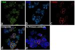 T-bet Antibody in Immunocytochemistry (ICC/IF)