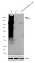 Nestin Antibody