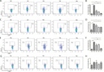 CD366 (TIM3) Antibody in Flow Cytometry (Flow)