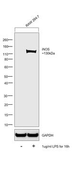 iNOS Antibody