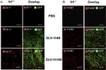 Ly-6G/Ly-6C Antibody in Immunohistochemistry (Frozen) (IHC (F))