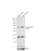 CD274 (PD-L1, B7-H1) Antibody in Western Blot (WB)