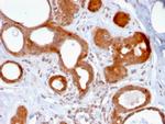 ZNF690/ZSCAN29 Antibody in Immunohistochemistry (Paraffin) (IHC (P))