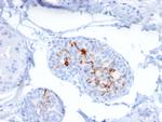 ZNF690/ZSCAN29 Antibody in Immunohistochemistry (Paraffin) (IHC (P))