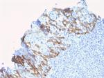 ZNF690/ZSCAN29 Antibody in Immunohistochemistry (Paraffin) (IHC (P))