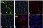 Neural/Glial Antigen 2 (NG2) Antibody