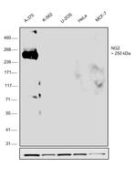 Neural/Glial Antigen 2 (NG2) Antibody in Western Blot (WB)