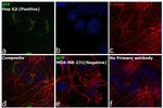 alpha-Fetoprotein Antibody in Immunocytochemistry (ICC/IF)