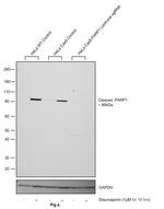 PARP1 (cleaved Asp214) Antibody