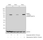 PARP1 (cleaved Asp214) Antibody