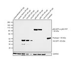 GFP Antibody in Western Blot (WB)