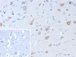 Neuronal-Nuclei (NeuN) (Neuronal Marker) Antibody in Immunohistochemistry (Paraffin) (IHC (P))