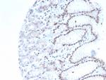 Neuronal-Nuclei (NeuN) (Neuronal Marker) Antibody in Immunohistochemistry (Paraffin) (IHC (P))