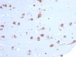 Neuronal-Nuclei (NeuN) (Neuronal Marker) Antibody in Immunohistochemistry (Paraffin) (IHC (P))