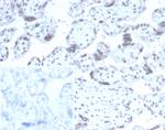 Neuronal-Nuclei (NeuN) (Neuronal Marker) Antibody in Immunohistochemistry (Paraffin) (IHC (P))