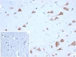 Neuronal-Nuclei (NeuN) (Neuronal Marker) Antibody in Immunohistochemistry (Paraffin) (IHC (P))