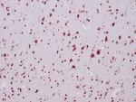 Neuronal-Nuclei (NeuN) (Neuronal Marker) Antibody in Immunohistochemistry (Paraffin) (IHC (P))