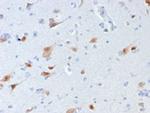 Neuronal-Nuclei (NeuN) (Neuronal Marker) Antibody in Immunohistochemistry (Paraffin) (IHC (P))