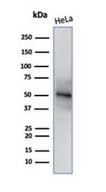 Neuronal-Nuclei (NeuN) (Neuronal Marker) Antibody in Western Blot (WB)