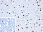 Neuronal-Nuclei (NeuN) (Neuronal Marker) Antibody in Immunohistochemistry (Paraffin) (IHC (P))