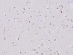 Neuronal-Nuclei (NeuN) (Neuronal Marker) Antibody in Immunohistochemistry (Paraffin) (IHC (P))