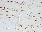 Neuronal-Nuclei (NeuN) (Neuronal Marker) Antibody in Immunohistochemistry (Paraffin) (IHC (P))