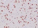 Neuronal-Nuclei (NeuN) (Neuronal Marker) Antibody in Immunohistochemistry (Paraffin) (IHC (P))