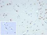 Neuronal-Nuclei (NeuN) (Neuronal Marker) Antibody in Immunohistochemistry (Paraffin) (IHC (P))