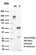 Neuronal-Nuclei (NeuN) (Neuronal Marker) Antibody in SDS-PAGE (SDS-PAGE)