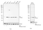 p21 (WAF1, Cip1) Antibody in Western Blot (WB)