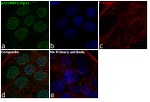 p21 (WAF1, Cip1) Antibody in Immunocytochemistry (ICC/IF)