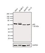 NFkB p65 Antibody in Western Blot (WB)