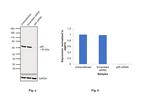 NFkB p65 Antibody in Western Blot (WB)