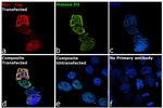 c-Myc Antibody in Immunocytochemistry (ICC/IF)