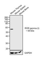 ROR gamma (t) Antibody in Western Blot (WB)