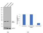 Bcl-X Antibody