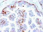 Cystatin A Antibody in Immunohistochemistry (Paraffin) (IHC (P))