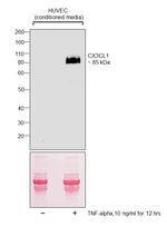 CX3CL1 (Fractalkine) Antibody