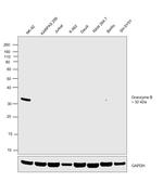 Granzyme B Antibody