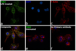 CD282 (TLR2) Antibody in Immunocytochemistry (ICC/IF)