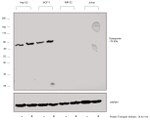 Osteopontin Antibody in Western Blot (WB)