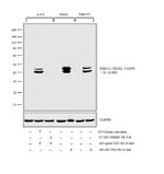 Phospho-ERK1/2 (Thr202, Tyr204) Antibody in Western Blot (WB)