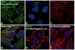 HSP27 Antibody