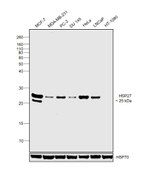 HSP27 Antibody