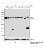 HSP70 Antibody