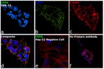 PSA-NCAM Antibody