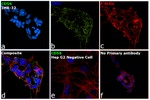 PSA-NCAM Antibody in Immunocytochemistry (ICC/IF)