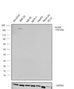 PSA-NCAM Antibody in Western Blot (WB)