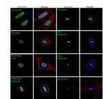 Survivin Antibody